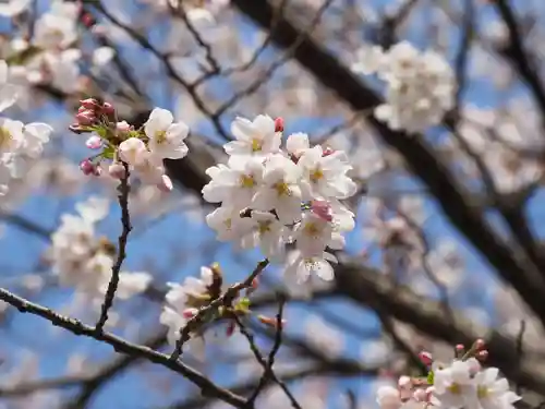 今市報徳二宮神社の自然