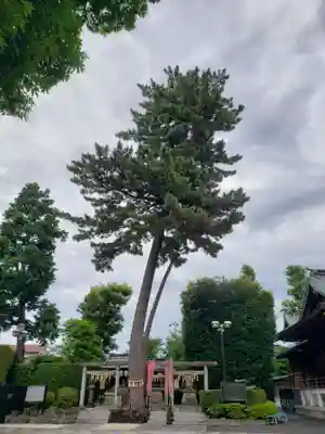 中野沼袋氷川神社(東京都)