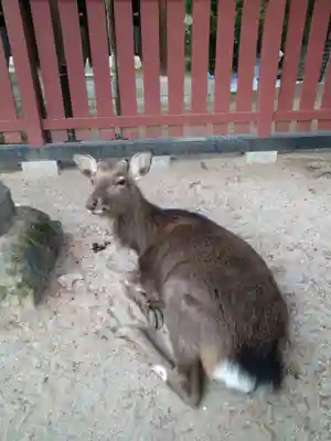 三翁神社の動物