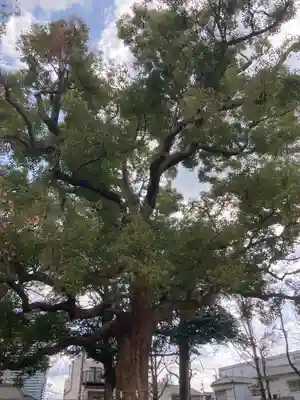 許麻神社(大阪府)