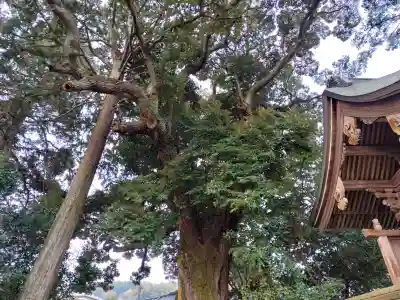 王子神社の{uncategorized: "未分類", other: "その他", undefined: "問題あり", building: "その他建物", grave: "お墓", sacred_gate: "鳥居", guardian: "狛犬", statue: "像", buddha: "仏像", history: "歴史", nature: "自然", garden: "庭園", animal: "動物", pagoda: "塔", temizu: "手水舎", mountain_gate: "山門・神門", sanctuary: "本殿・本堂", subordinate: "末社・摂社", art: "芸術", scenery: "景色", jizo: "地蔵", ema: "絵馬", goshuin: "御朱印", omikuji: "おみくじ", items: "授与品その他", amulet: "お守り", goshuincho: "御朱印帳", eats: "食事", festival: "お祭り", votive_dance: "神楽", shichigosan: "七五三参", wedding: "結婚式", experience: "体験その他", initially: "初詣", around: "周辺", anti_infection: "感染症対策"}