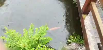 市杵島神社の動物