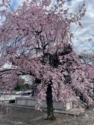 吉祥寺(東京都)
