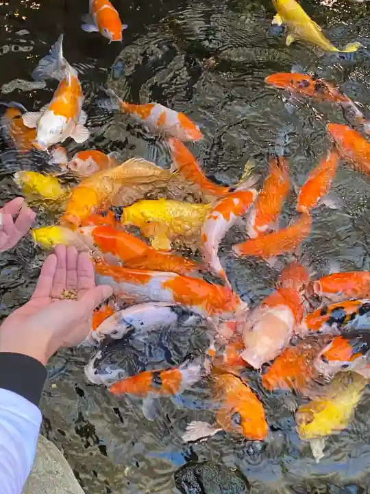 秩父神社の{uncategorized: "未分類", other: "その他", undefined: "問題あり", building: "その他建物", grave: "お墓", sacred_gate: "鳥居", guardian: "狛犬", statue: "像", buddha: "仏像", history: "歴史", nature: "自然", garden: "庭園", animal: "動物", pagoda: "塔", temizu: "手水舎", mountain_gate: "山門・神門", sanctuary: "本殿・本堂", subordinate: "末社・摂社", art: "芸術", scenery: "景色", jizo: "地蔵", ema: "絵馬", goshuin: "御朱印", omikuji: "おみくじ", items: "授与品その他", amulet: "お守り", goshuincho: "御朱印帳", eats: "食事", festival: "お祭り", votive_dance: "神楽", shichigosan: "七五三参", wedding: "結婚式", experience: "体験その他", initially: "初詣", around: "周辺", anti_infection: "感染症対策"}