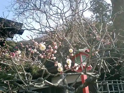 荏柄天神社の自然