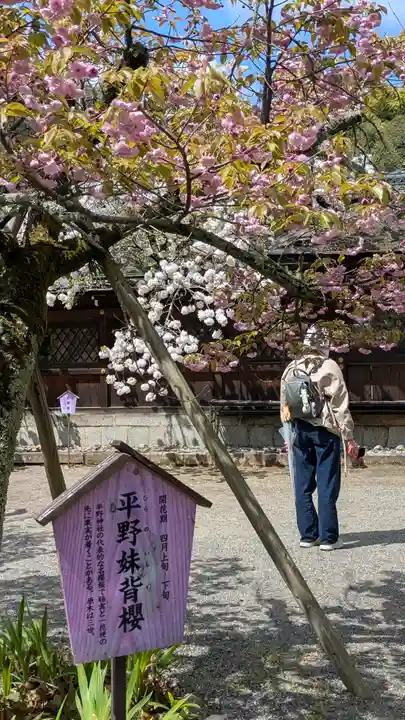 平野神社(京都府)