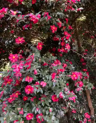 新倉氷川八幡神社(埼玉県)