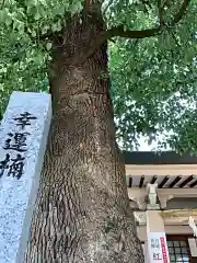 真清田神社の建物その他