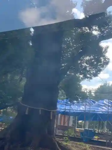 上野東照宮の自然