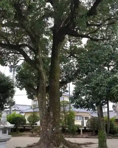 佐伊津神社の自然