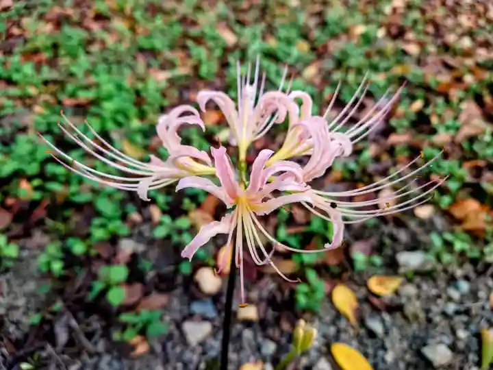 平野神社の自然