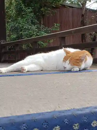 前玉神社の動物