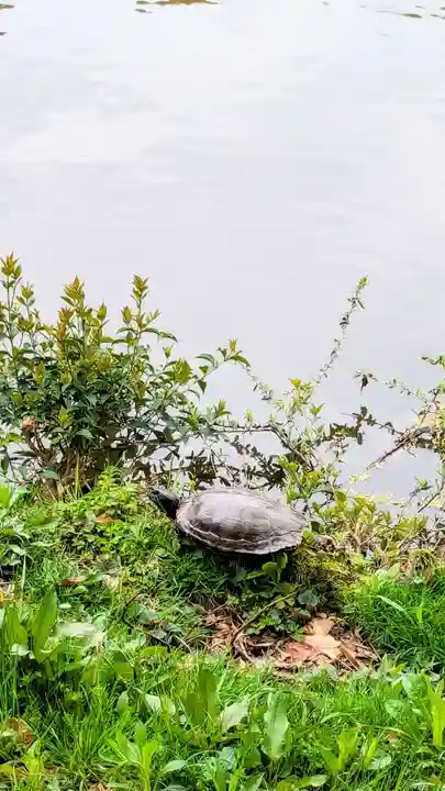 菊田神社の動物