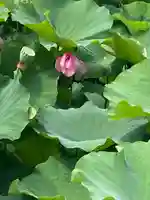 上野東照宮の自然