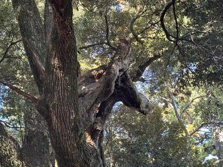 大杉神社(茨城県)