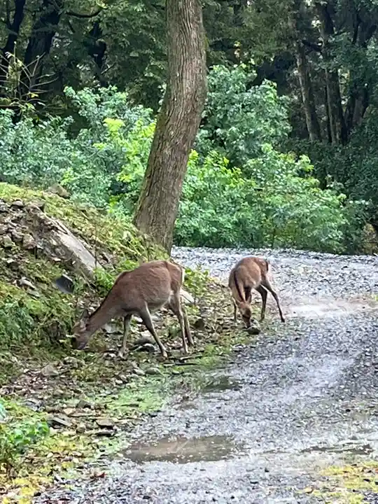 手向山八幡宮の動物