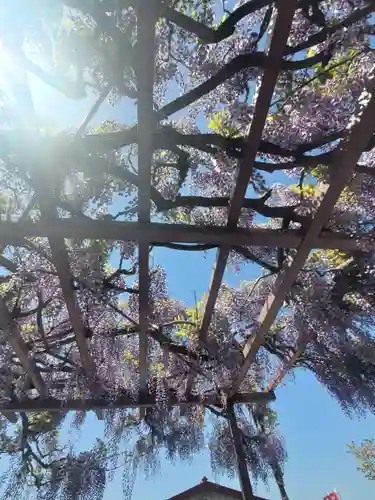 谷中如意輪観音の自然