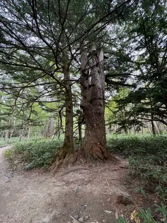 穂高神社奥宮の自然