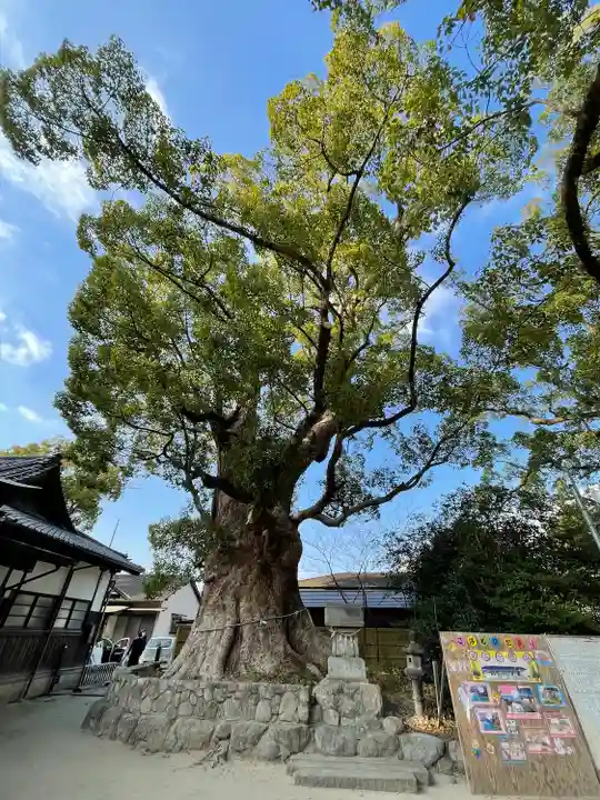 宇美八幡宮の自然