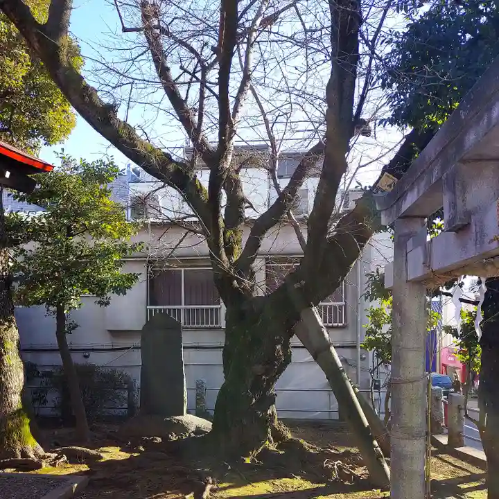 柿の木坂北野神社の自然