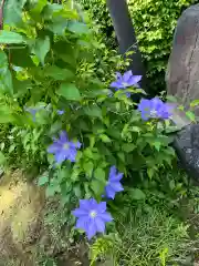 天台宗　長窪山　正覚寺の自然