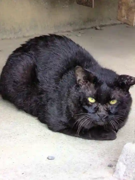本郷氷川神社(東京都)