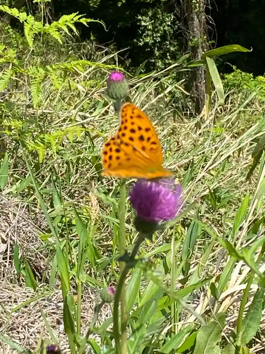 サムハラ神社 奥の宮の動物