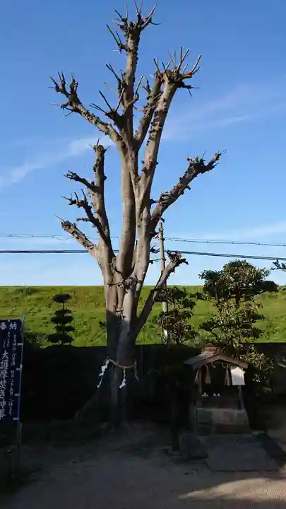 日吉神社の自然