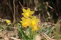 豊景神社の庭園