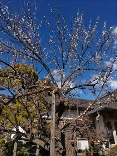 金剛寺の庭園