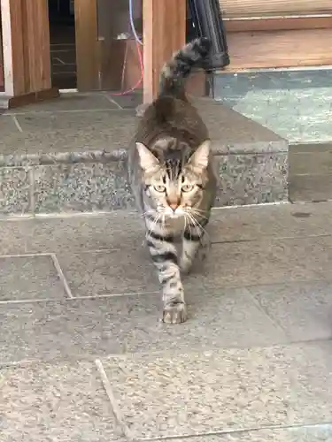 王子神社の動物