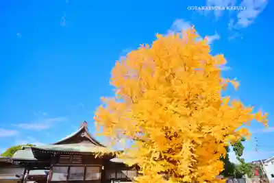 葛飾八幡宮(千葉県)