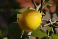 御嶽山神社の庭園