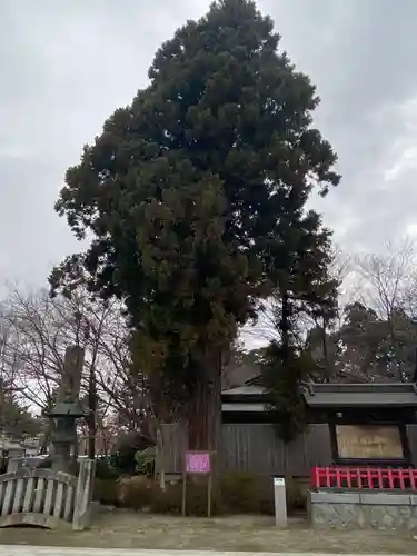 盛岡八幡宮の自然