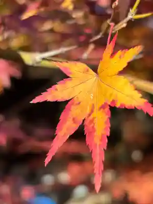 勝林寺(京都府)