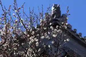 法話と天井絵の寺 観音寺の自然(2021年02月24日(水) 13時36分25秒投稿)