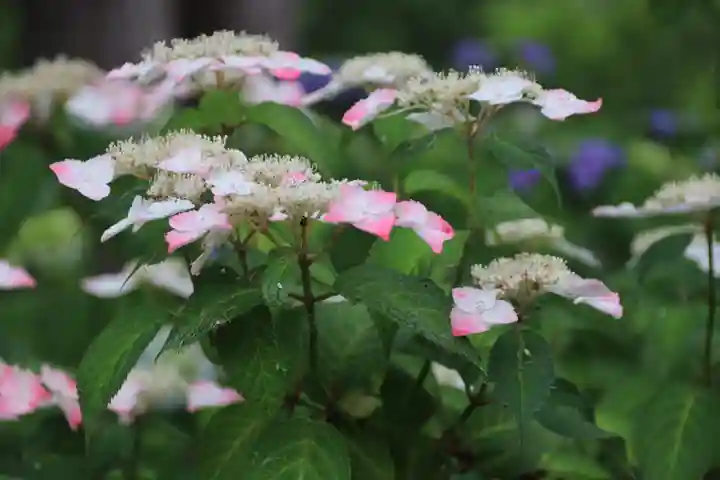 開成山大神宮の自然