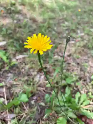 宇倍神社の自然