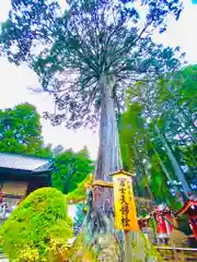 北口本宮冨士浅間神社の自然