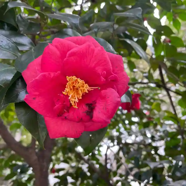 愛宕神社の自然