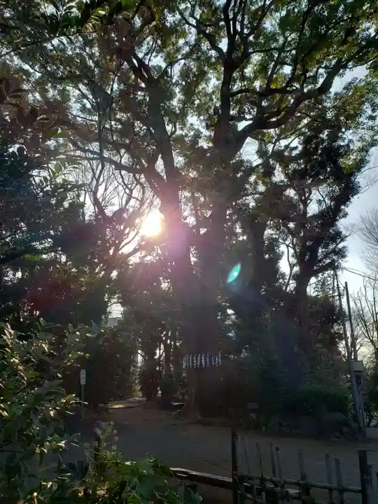 代々木八幡宮の自然