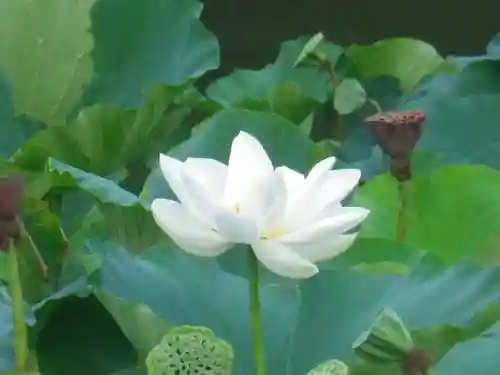 鶴岡八幡宮の自然