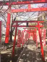 於菊稲荷神社の鳥居