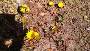 倶梨迦羅神社の自然(2020年02月08日(土) 14時48分44秒投稿)