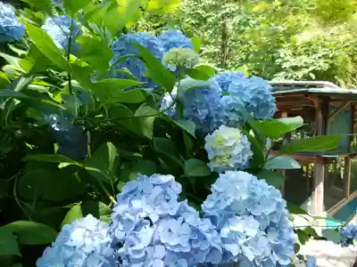 明月院(神奈川県)