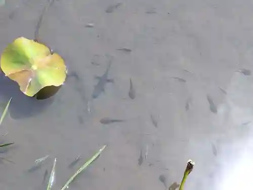 大安禅寺の動物