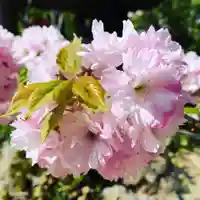 豊景神社の自然