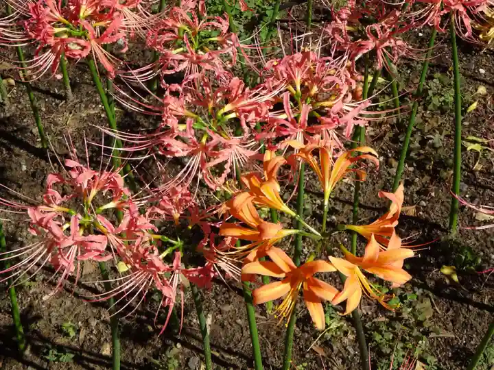 横浜 西方寺の自然