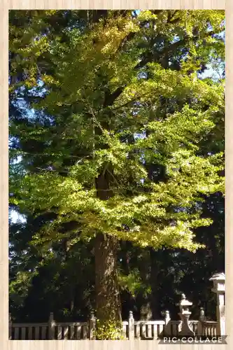 上一宮大粟神社の自然
