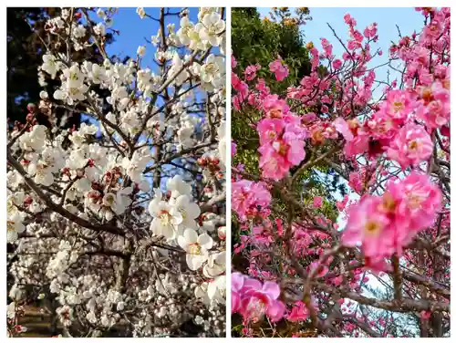 庄野菅原神社(福島県)